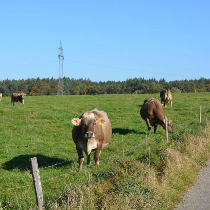 Mehrere Kühe grasen auf einer grünen Weide neben einer Straße, während im Hintergrund ein Verkehrsschild und Bäume zu sehen sind.