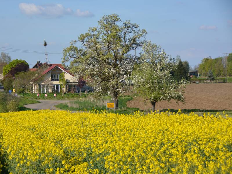 Barabein vor malerischer Landschaft mit einem gelben Rapsfeld im Vordergrund, einem kleinen Haus und blühenden Bäumen im Hintergrund unter blauem Himmel.